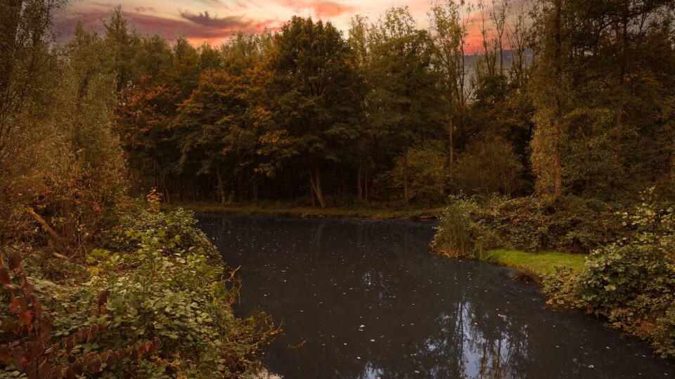 Wandelcoaching in Zoetermeer in het Westerpark met een NOBCO Wandelcoach.
