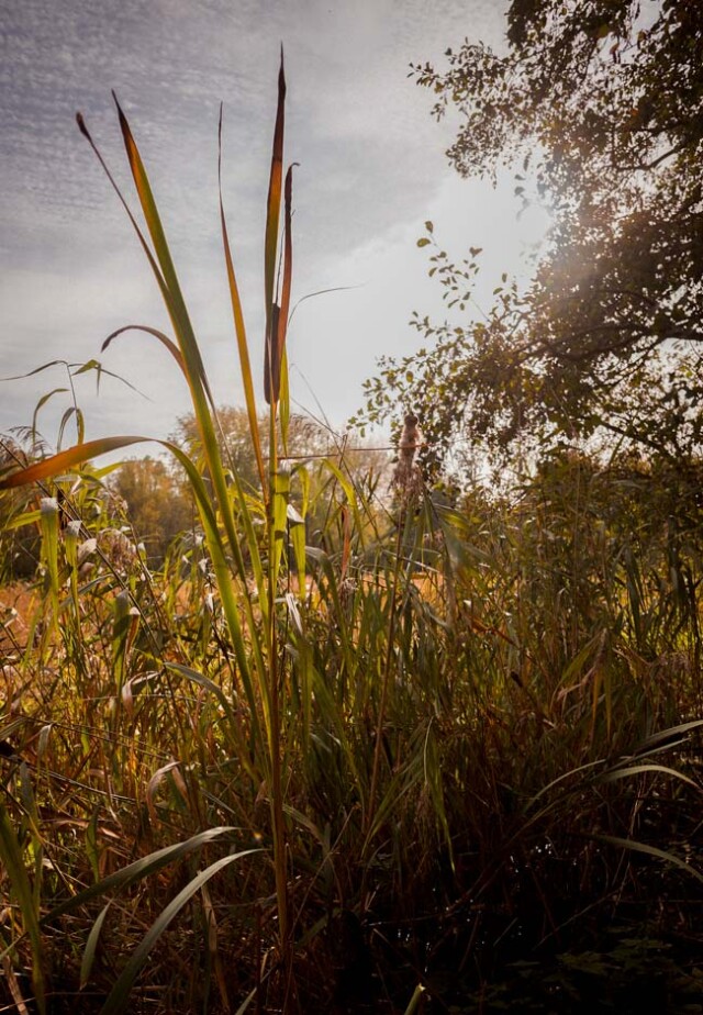 Wandelcoaching in Zoetermeer, we wandelen in het Westerpark. Dit groene park biedt een prettige balans tussen natuur en toegankelijkheid.